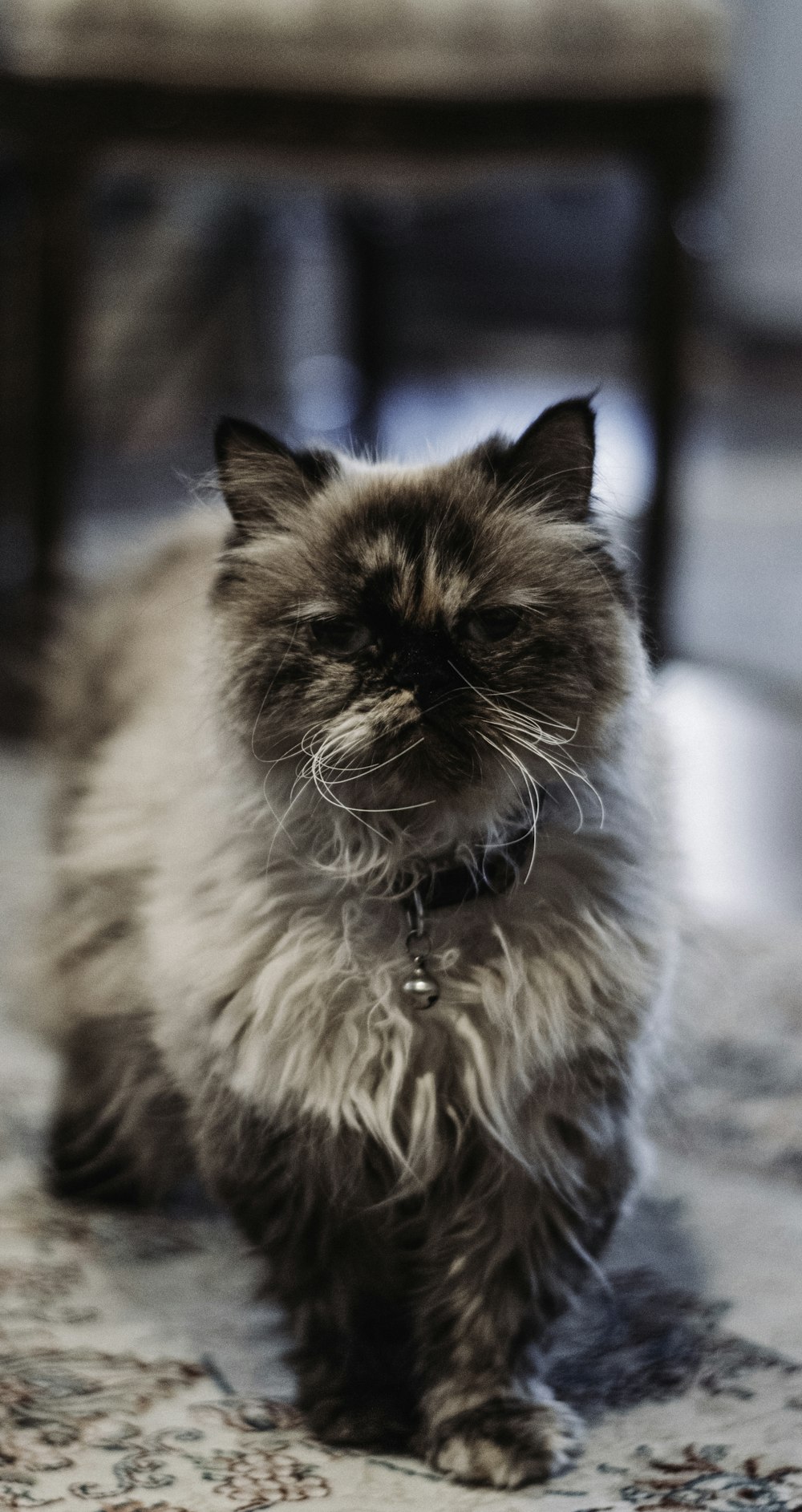 selective-focus photography of Himalayan cat