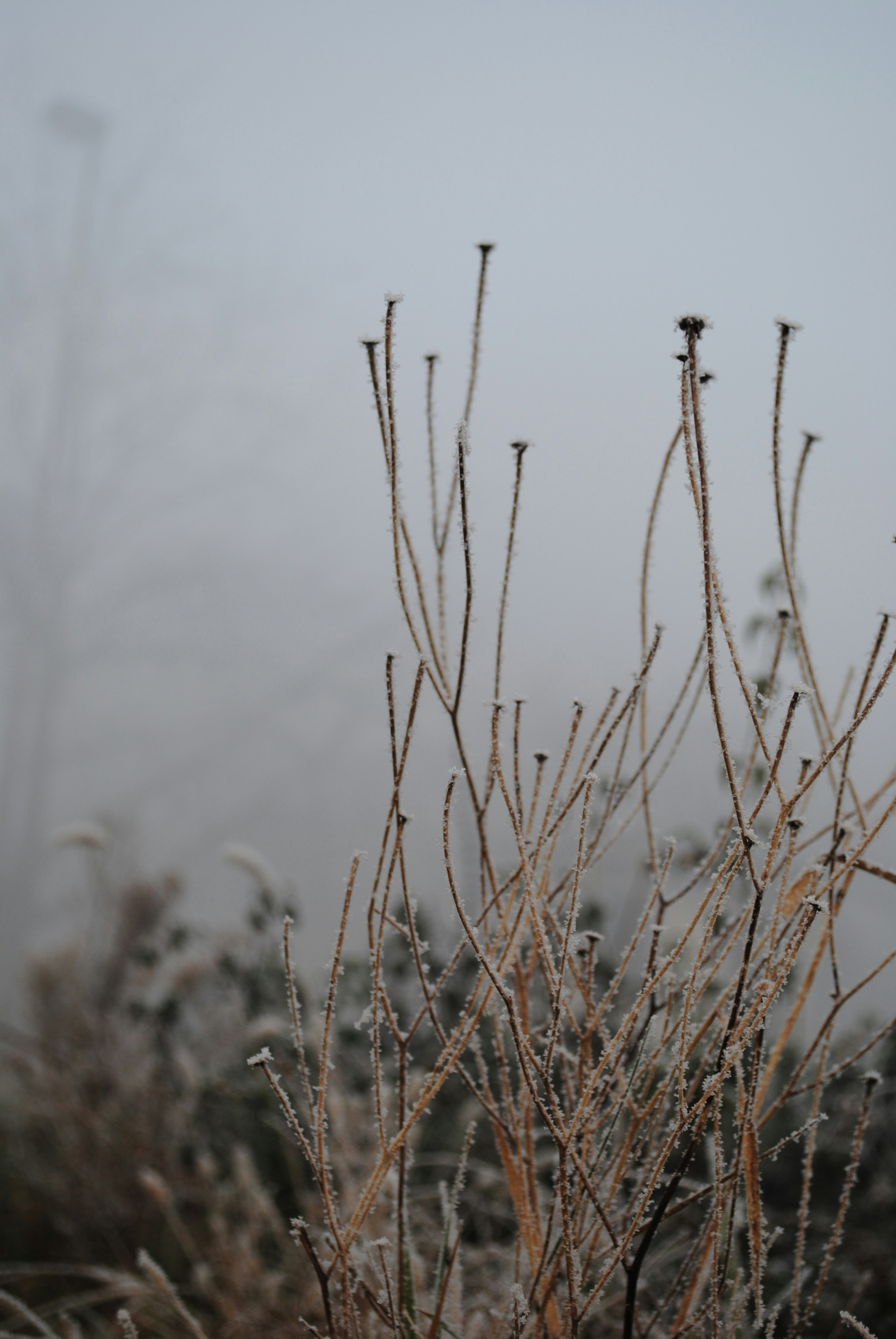 Photo by ankhesenamunnn