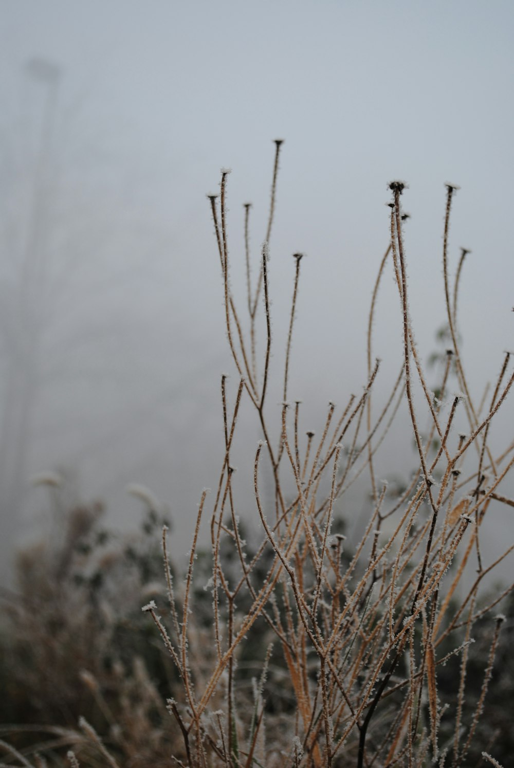 a close up of a plant with fog in the background