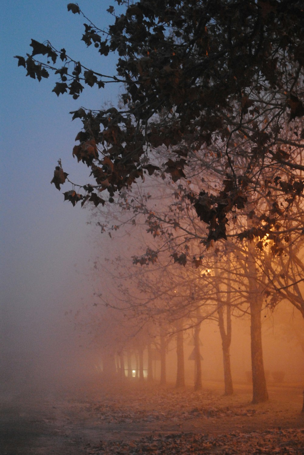 Bäume mit Nebel