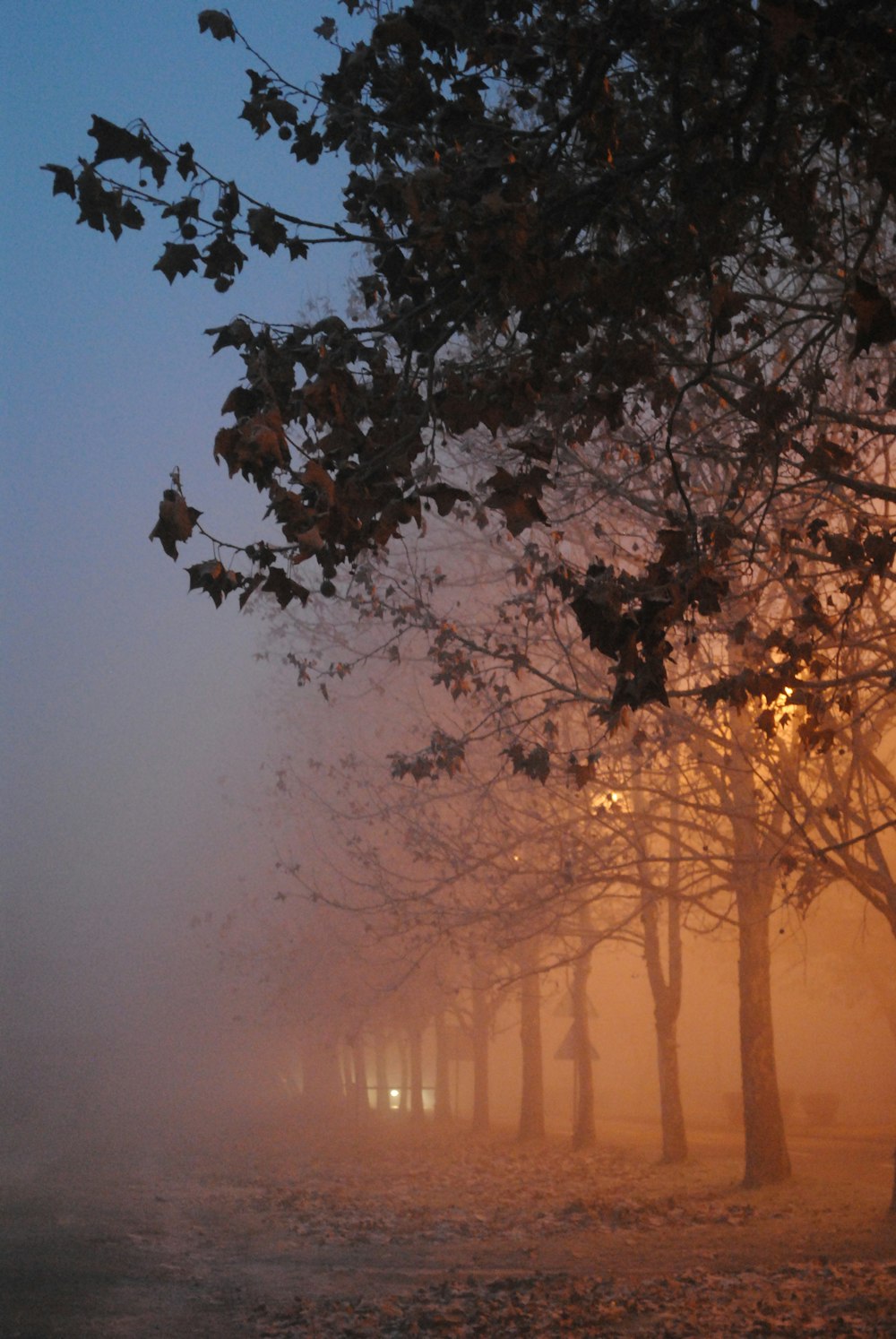 arbres avec des brouillards