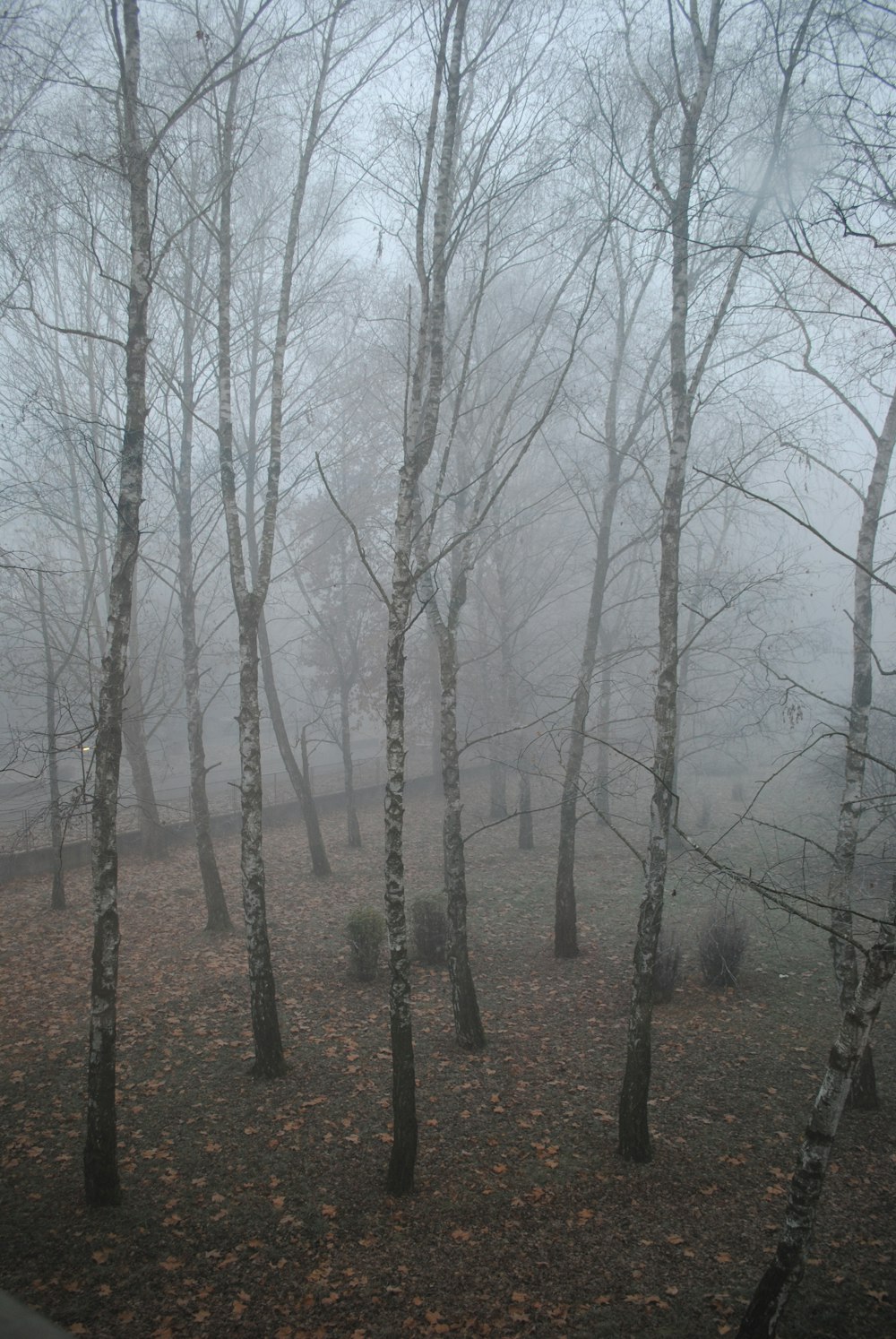 Forêt avec des brouillards