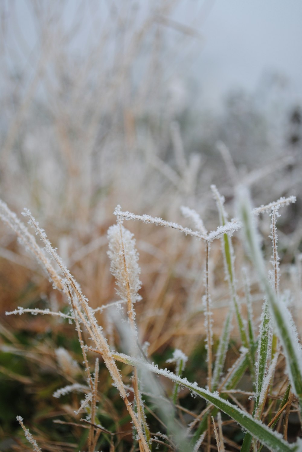 the grass is covered in ice and frost