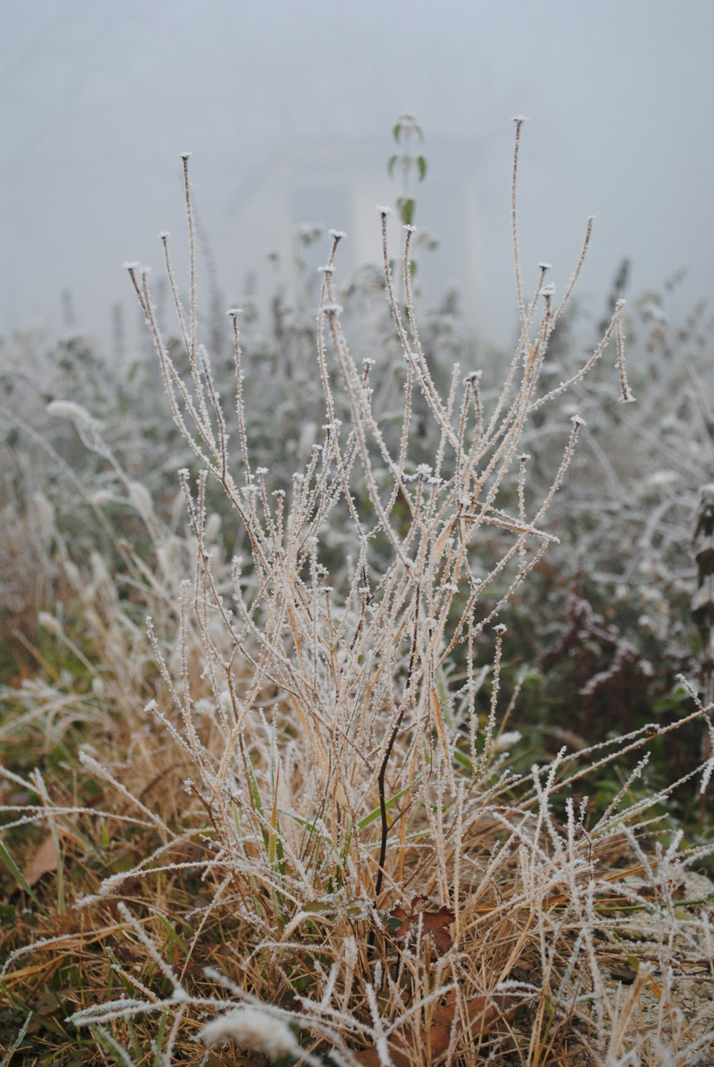 beige plants