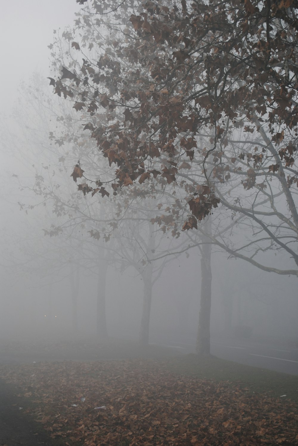 arbres avec des brouillards