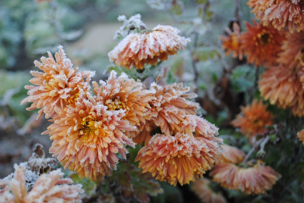 orange-petaled flowers