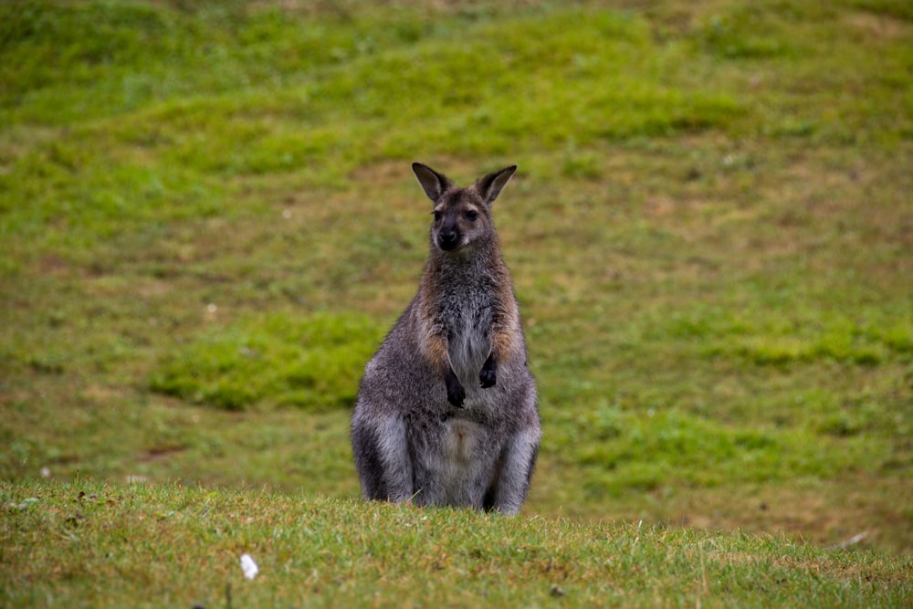 shallow focus photo of gray kangaroo