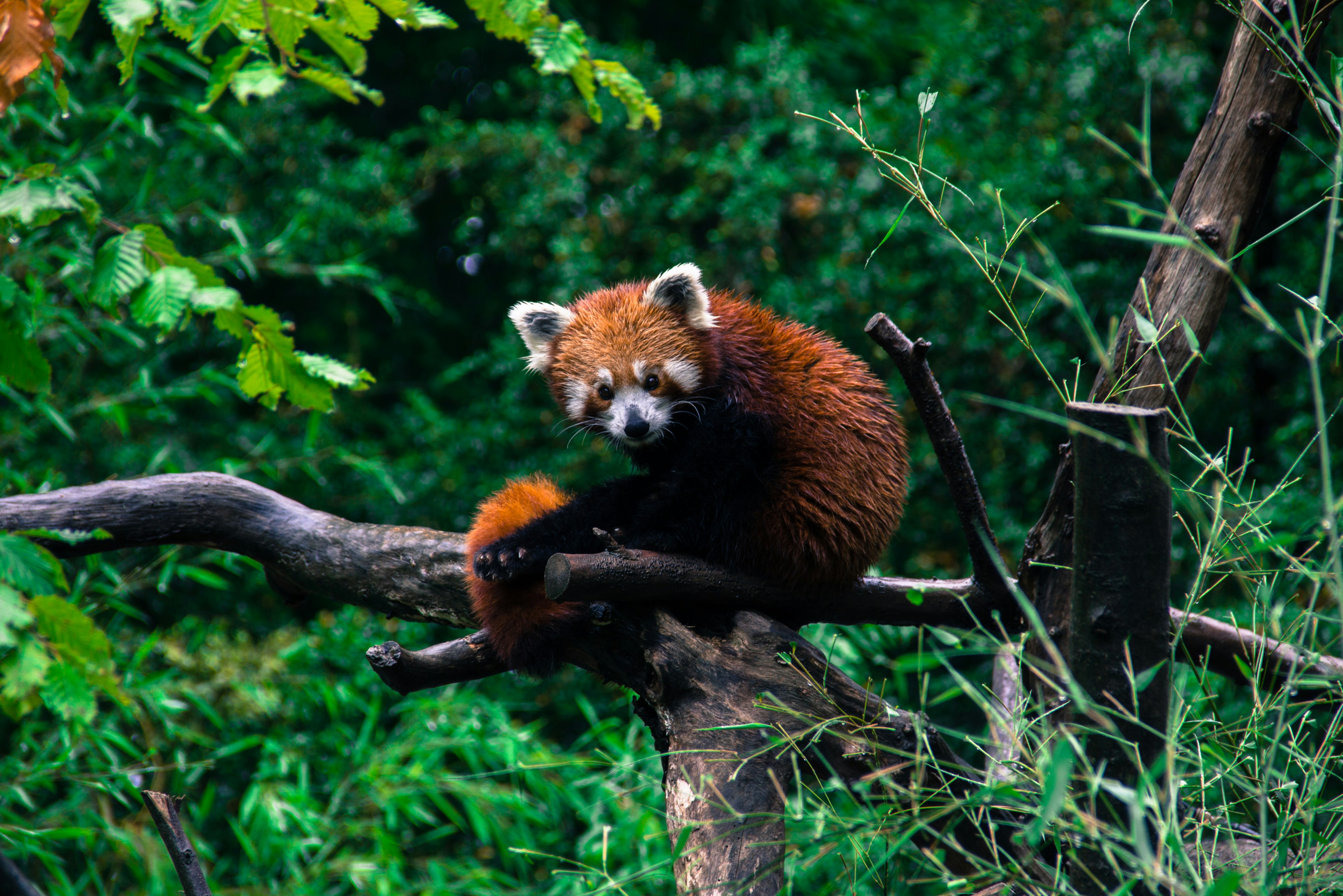 How You Can Help The Red Panda Planet Home