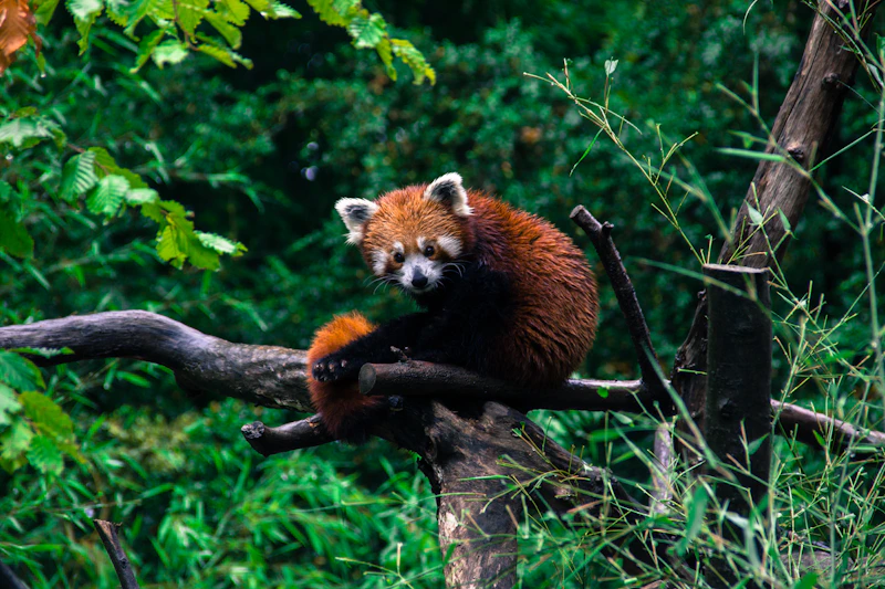 Red Panda