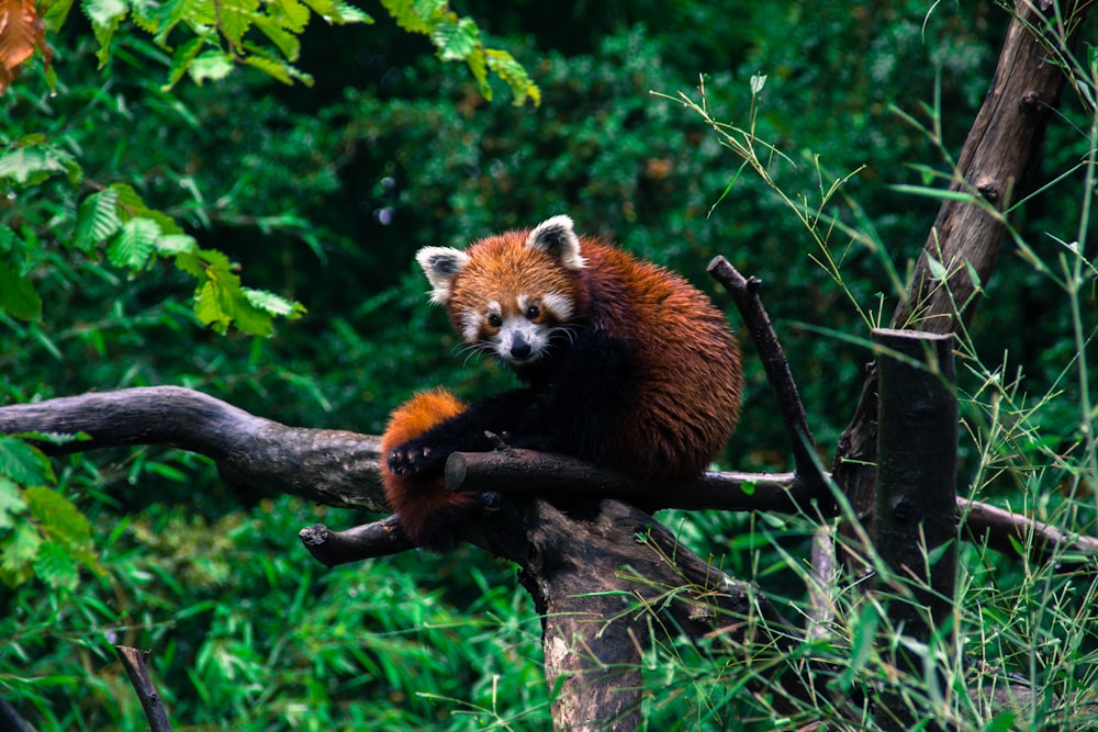 close-up photograph of red panda sitting on tree