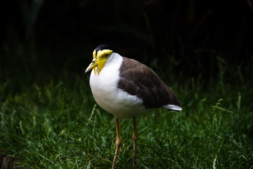 white and gray long-legged bird standing on grass