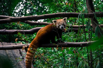 A red panda is perched on a wooden branch surrounded by lush green foliage. The panda's reddish-brown fur contrasts against the vibrant green leaves, and its bushy tail rests on the branch. The expression on its face is curious as it gazes towards the camera. The setting appears to be a natural habitat in the forest with dense vegetation.