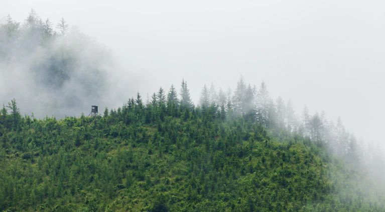 A serene morning scene with hunters walking through a misty North Florida pine forest.