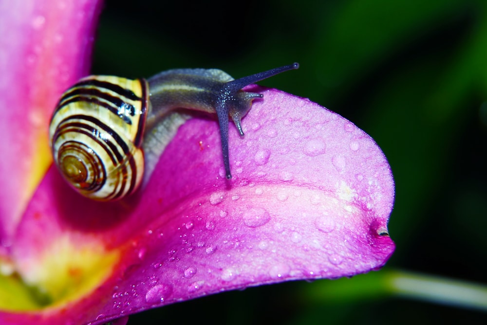 yellow and brown striped snail on purple flower in closeup photo