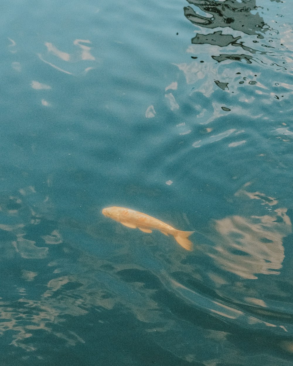 yellow fish under water