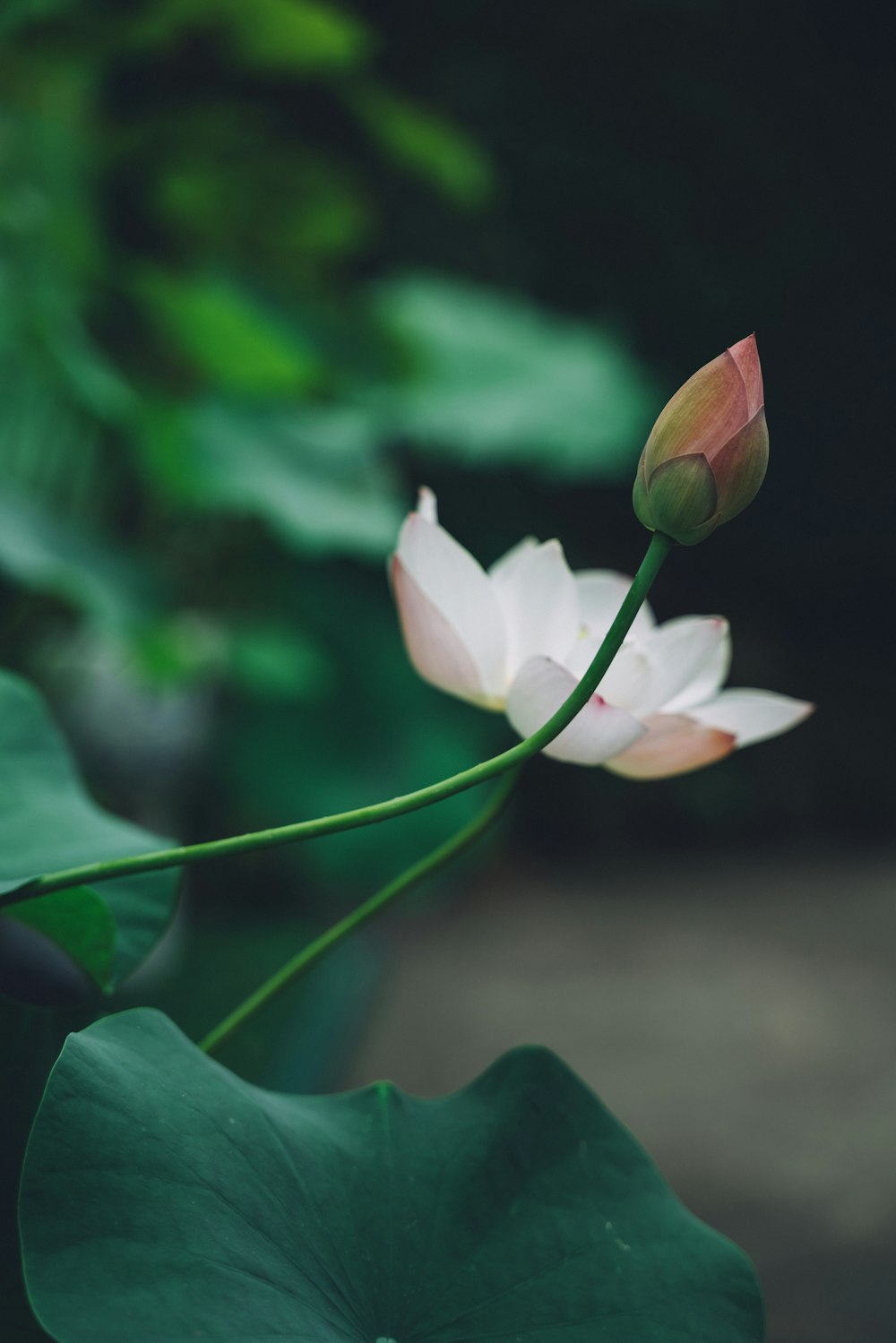 Fotografía de enfoque de flor de pétalos blancos