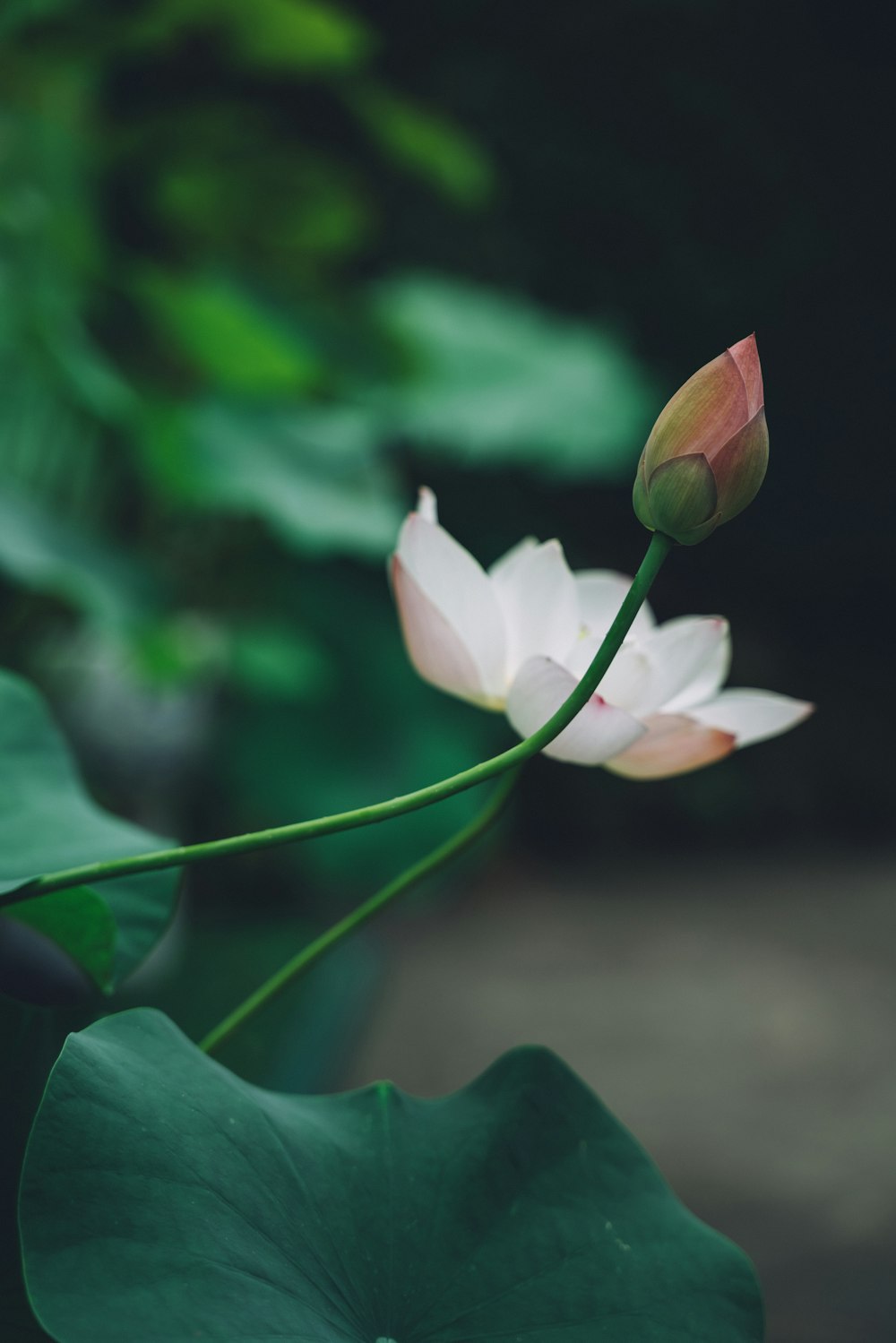 focus photography of white petaled flower