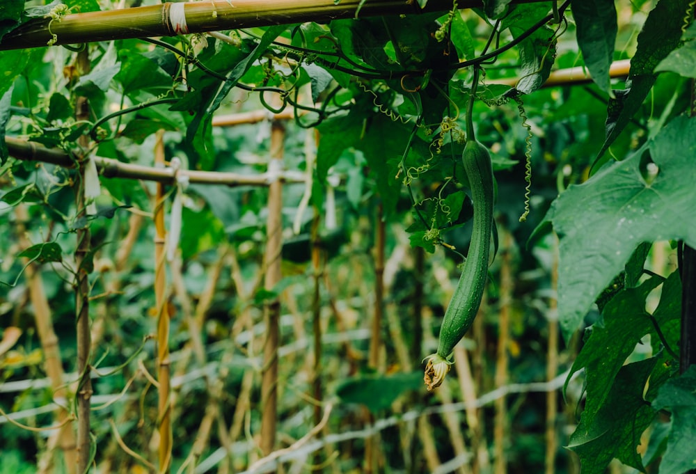 green leafed plant