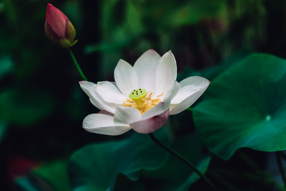 white flower