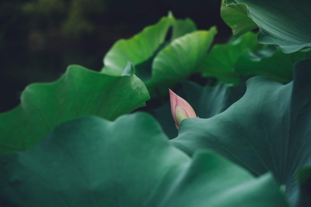 pink flowering green plant