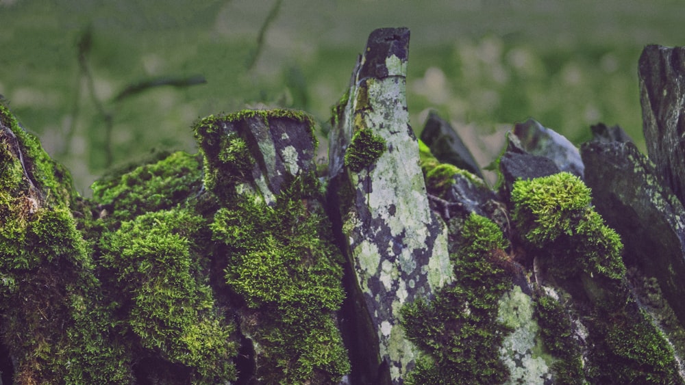 a close up of a fence with moss growing on it