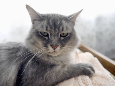 A content tabby cat being gently brushed on a pastel lavender towel.