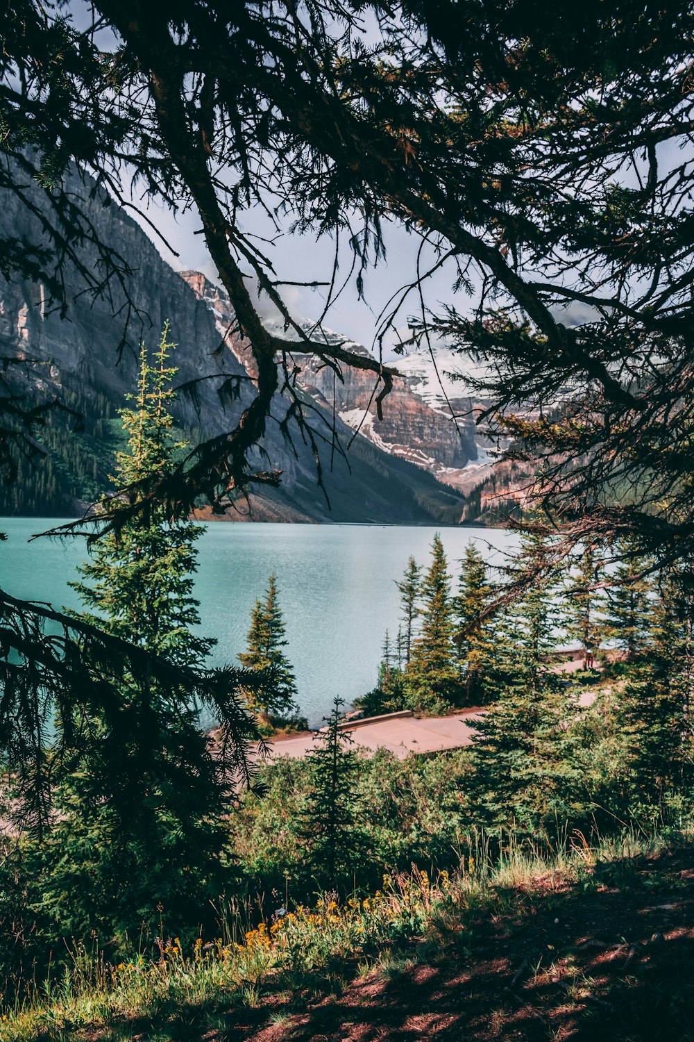 green-leafed trees