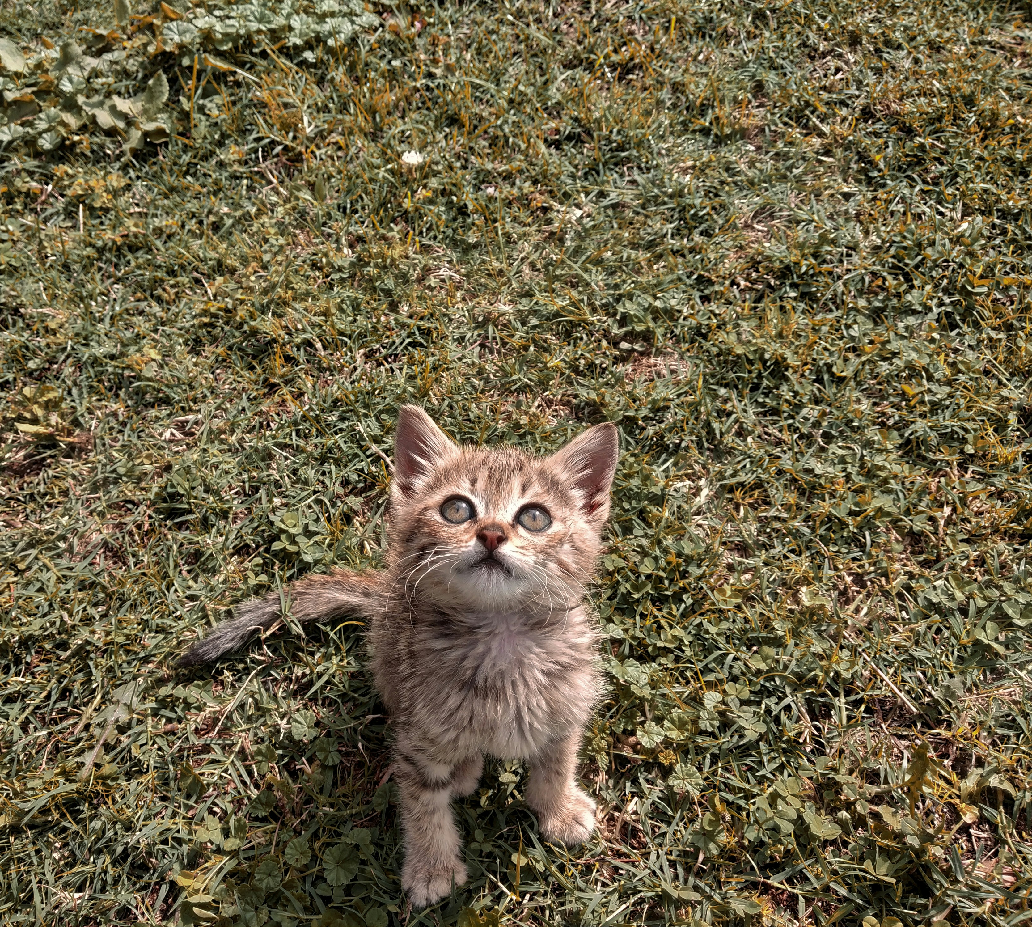 日中に上向きに見て草の上に座っている茶色のぶち子猫の写真 Unsplashで見つけるニャーの無料写真