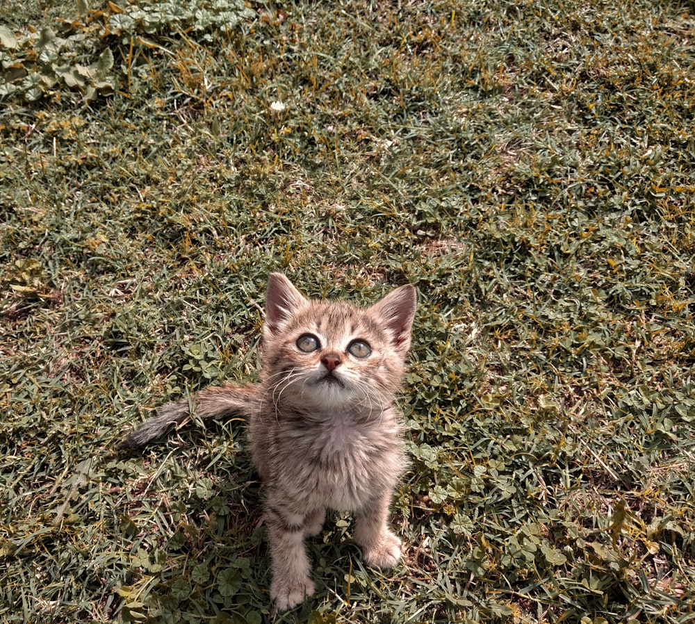 brown tabby kitten sitting on grass looking upwards during day