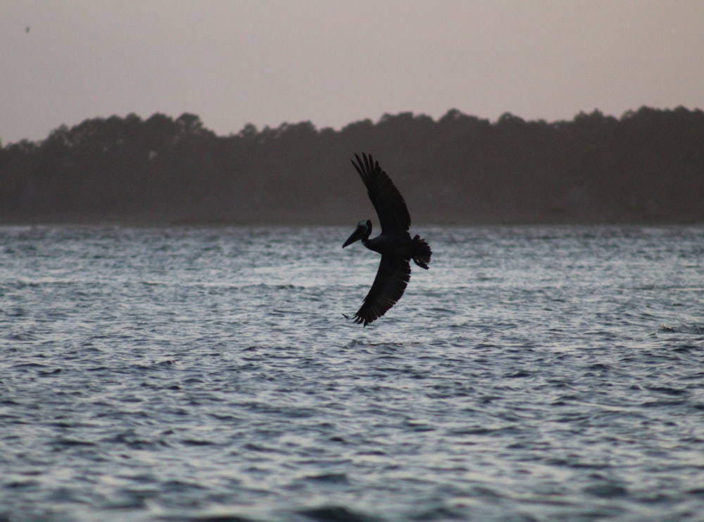 pelican over water