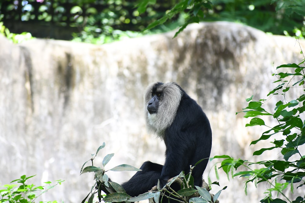 black primate