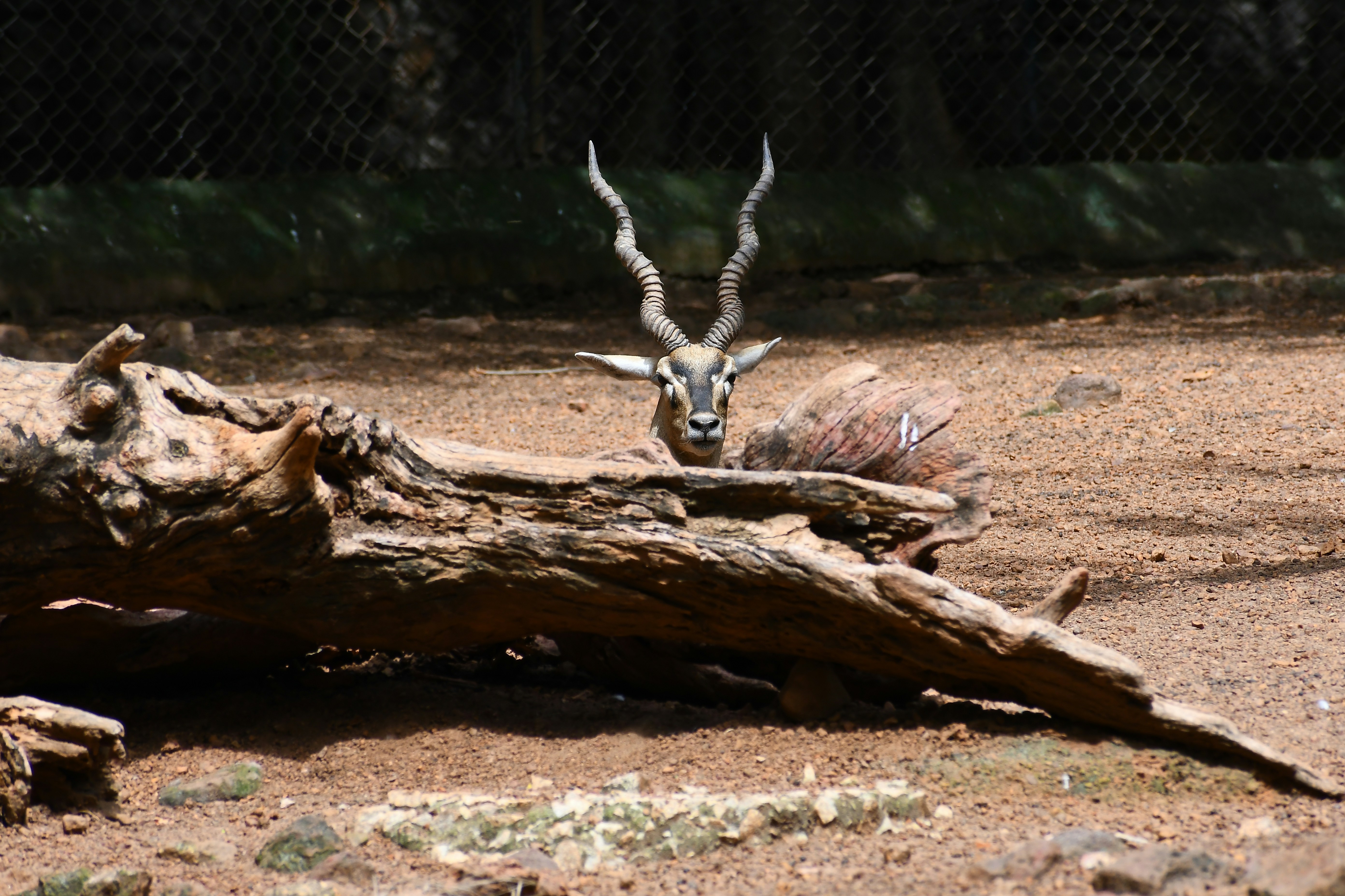 antelope hiding behind log