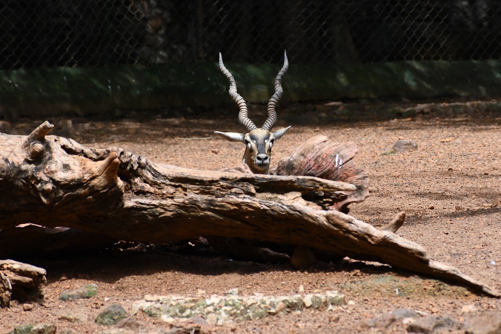 Antilope versteckt sich hinter Baumstamm