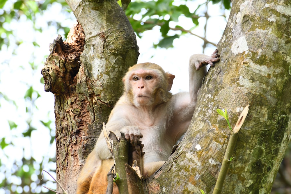 monkey on tree