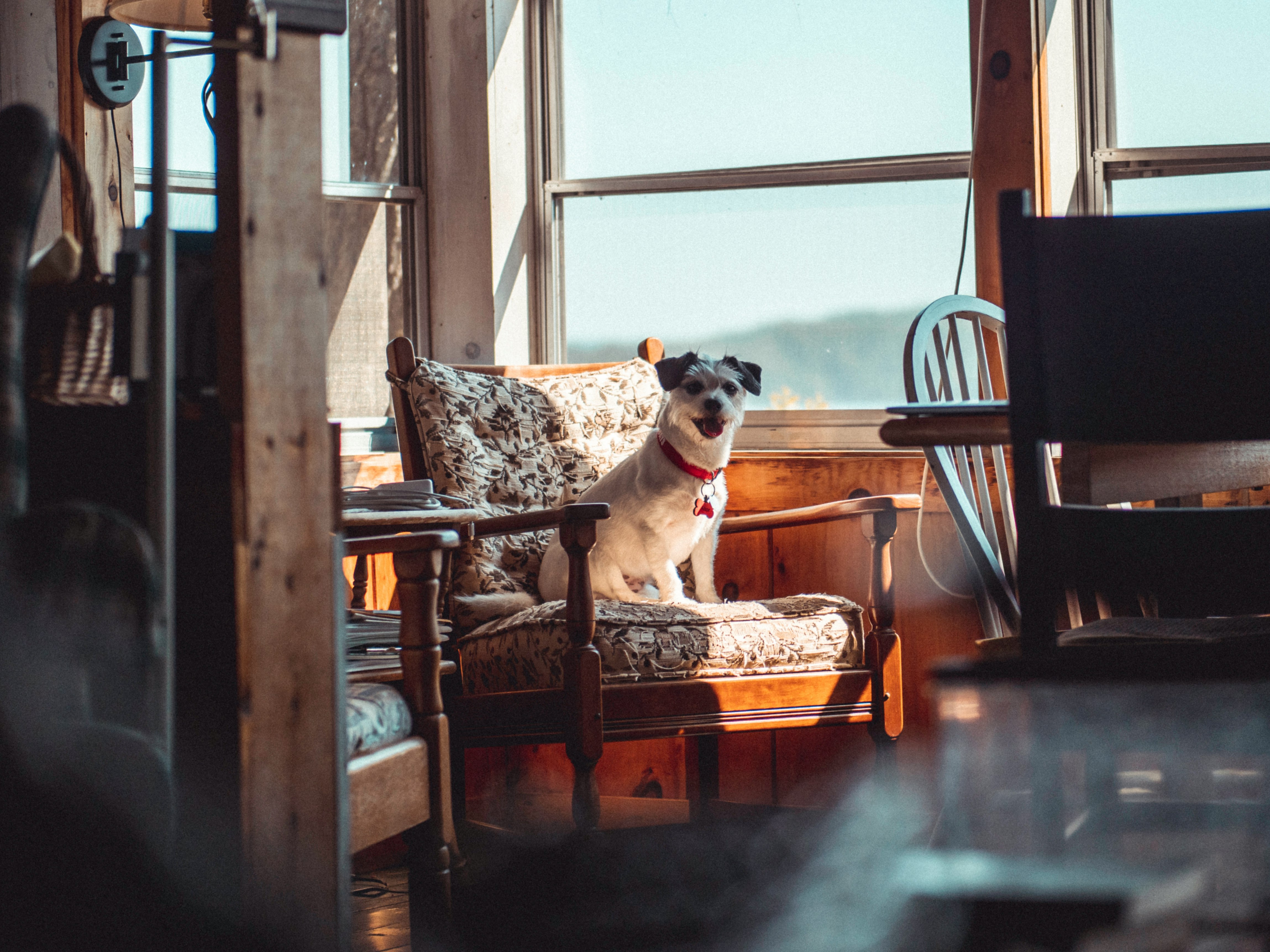 beige and white short coated on chair near window