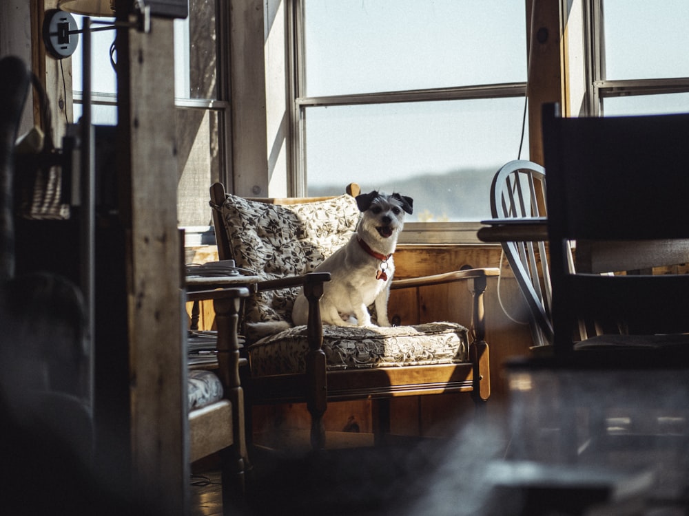 beige and white short coated on chair near window