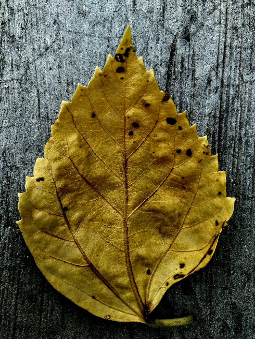 feuille jaune