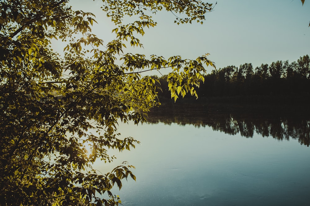 a body of water surrounded by a forest