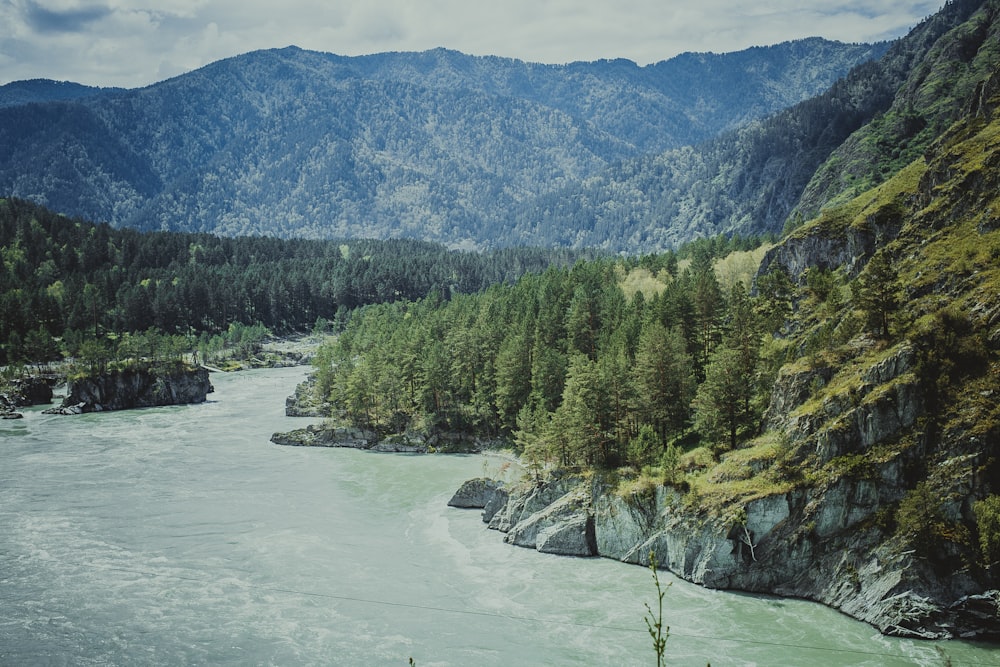 body of water and trees during daytime