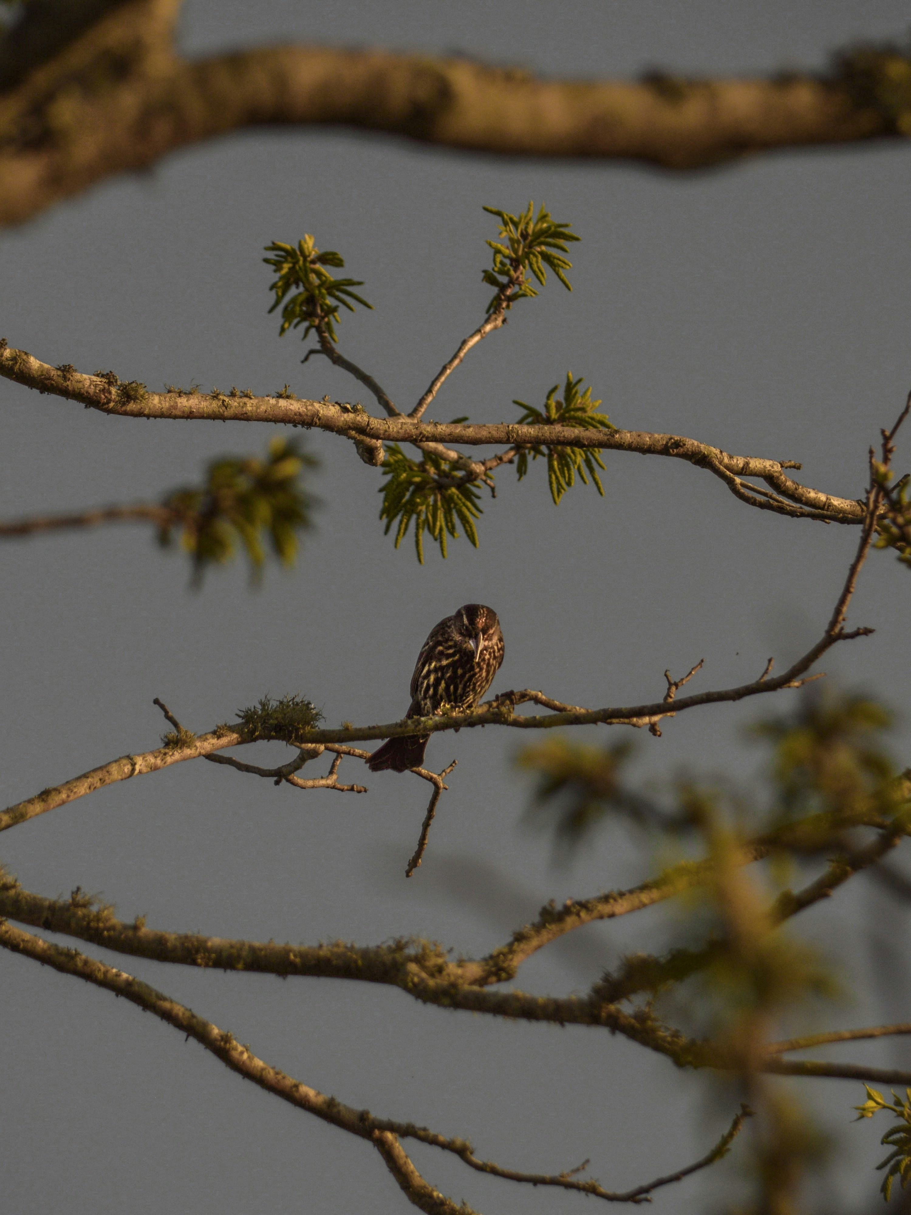 Photo by thedandygandy