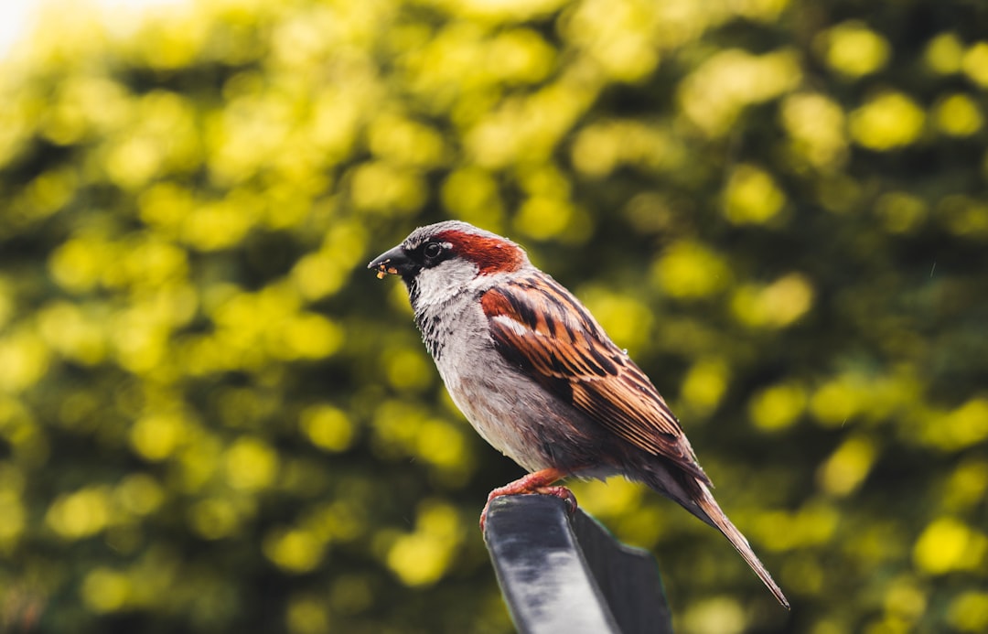 selective focus photo of bird