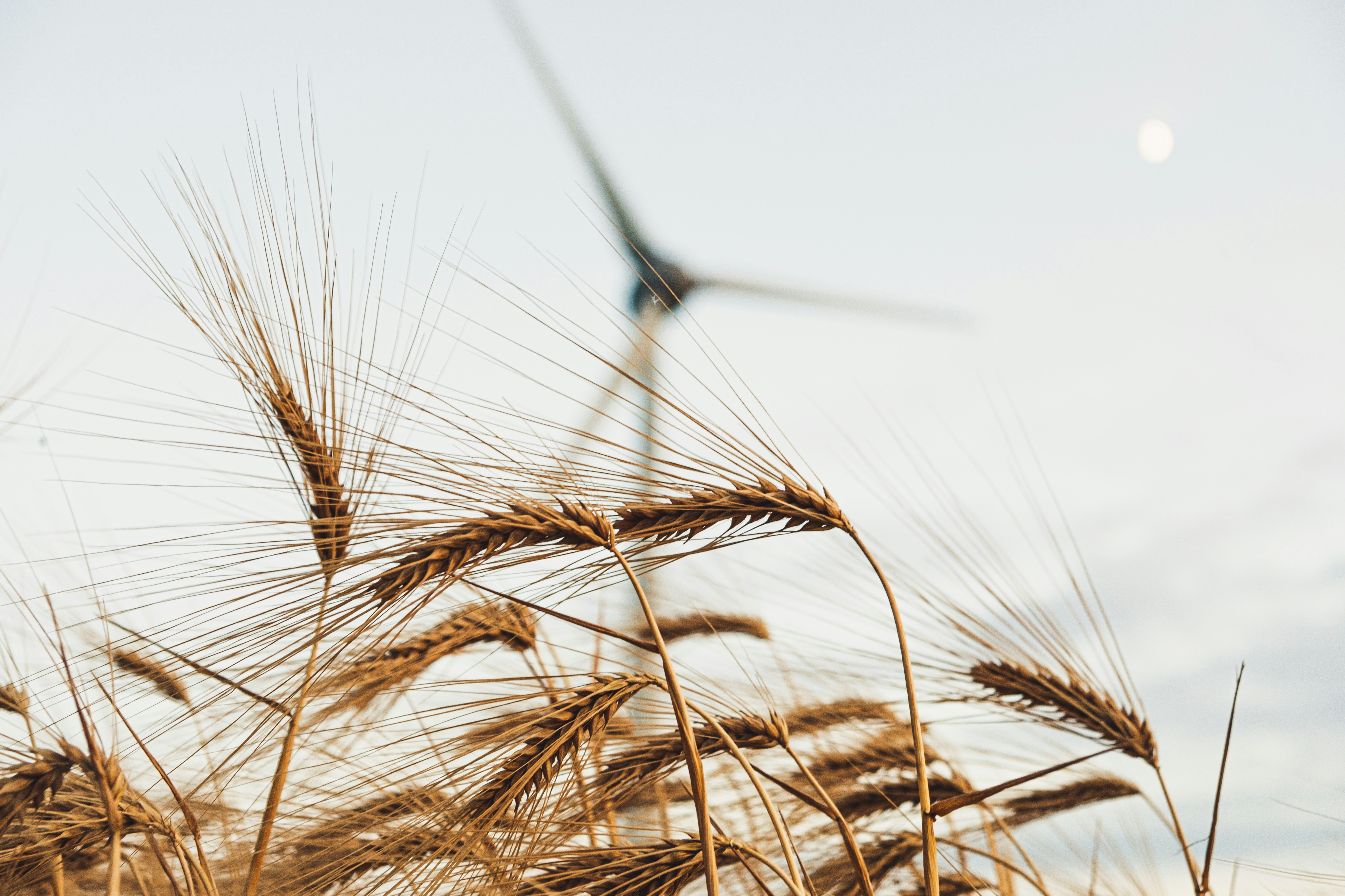 brown wheat plants