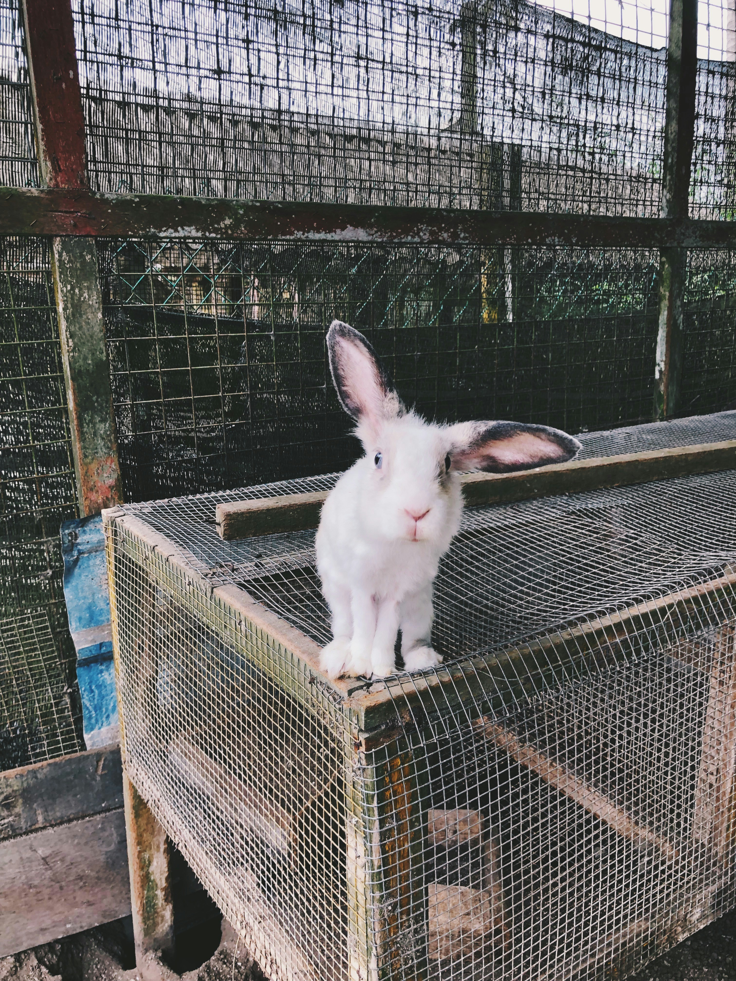 white rabbit cage
