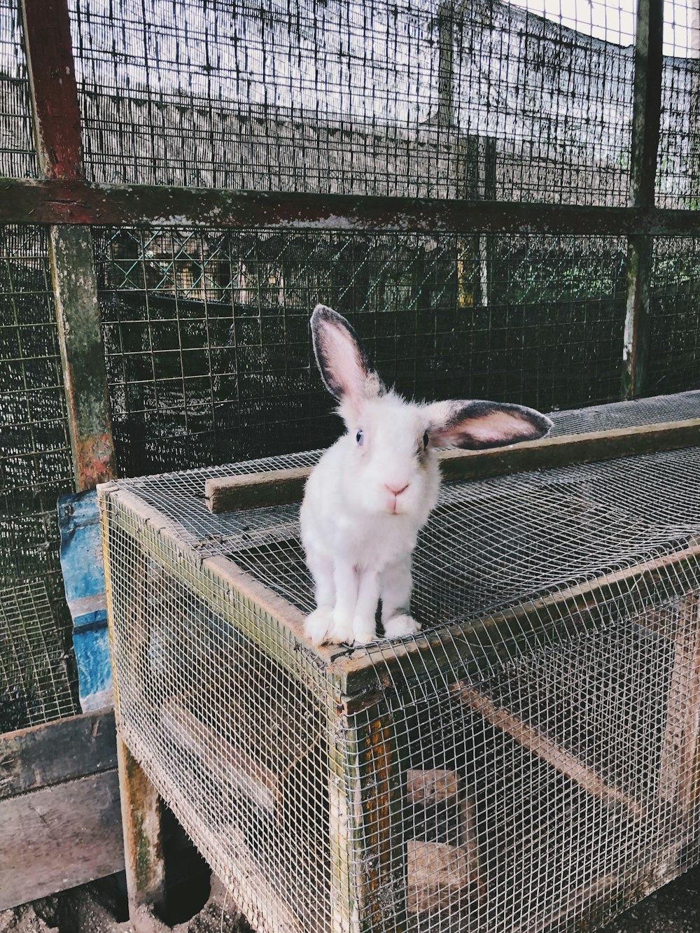 white rabbit on cage