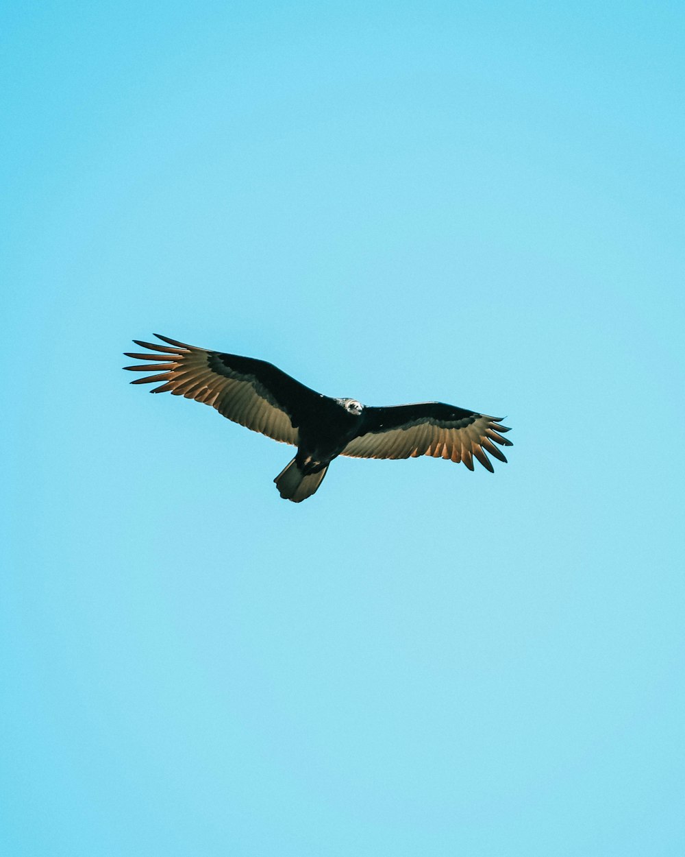 black and grey eagle on flight under clear blue sky