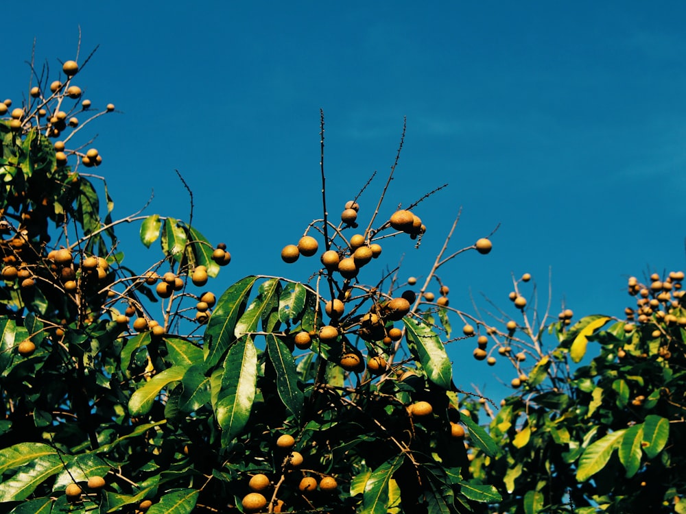 yellow lemon trees under calm blue sky