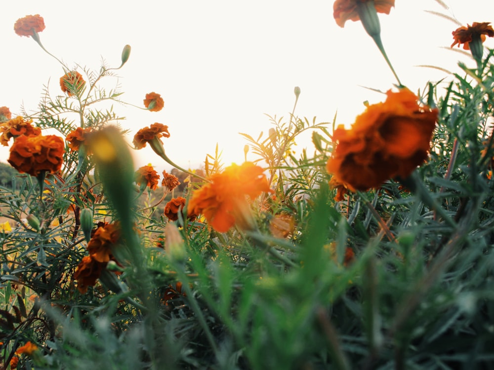 Ein Feld aus orangefarbenen Blumen mit der Sonne im Hintergrund