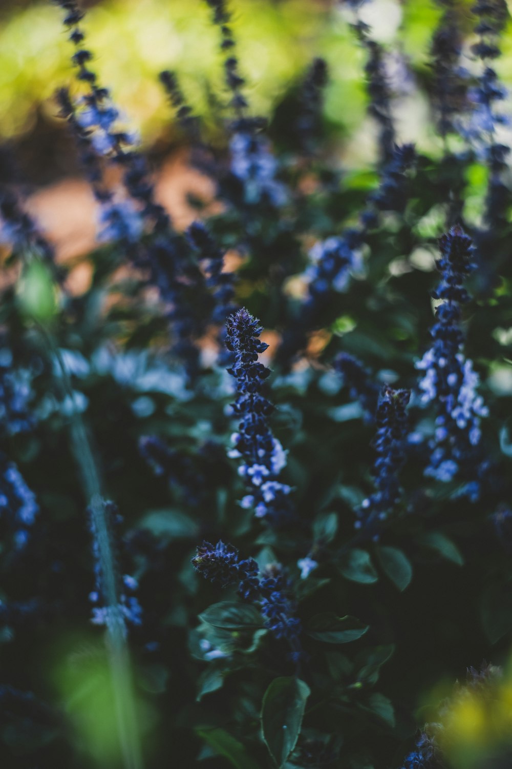 a bunch of purple flowers in a garden