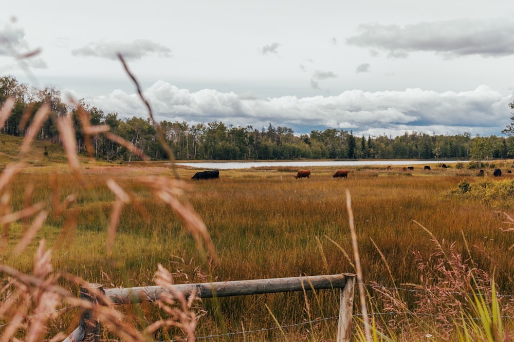 grassy field under white sky