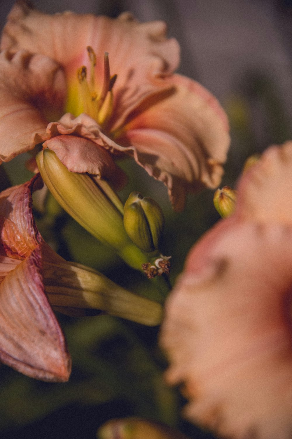 pink and green flowers